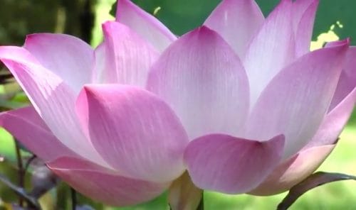 hoa sen lotus phat giao